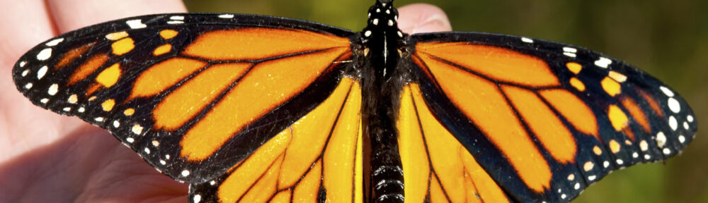 Friends of Butterfly Gardens Inc.